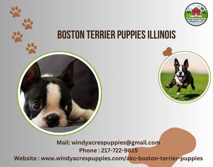 Boston Terrier Puppies Illinois